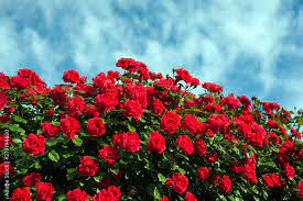 Green Bush With Bright Red Roses On A