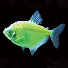 Tropical Fish For Freshwater Aquariums Glofish Electric