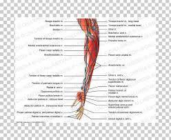 Arteries and veins are two of the body's main type of blood vessels. Nerve Muscle Forearm Anatomy Png Clipart Anatomy Arm Artery Common Palmar Digital Arteries Diagram Free Png