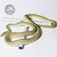 normal carpet python traits morphpedia