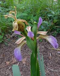 Germination of iris seeds requires a special approach. Iris Stinking Stinking Iris Wild Flower Finder
