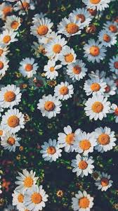 ✓ free download ✓ high quality be inspired by the beauty of nature with this gorgeous collection of flower wallpapers and images. Pin By Ceren Baki On Flowers Sunflower Wallpaper Nature Wallpaper Flower Wallpaper