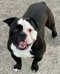 pound for pound olde bulldogge kennels