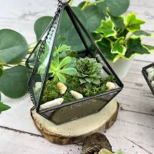 Terrarium Kit With Plants And Glass