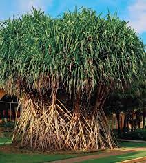 Сократея или ходячая пальма, необычный вид дерева. | God fresh | Дзен