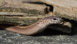 slow worms britain s most unusual