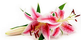 lilies are toxic to cats houston pettalk