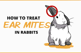 how to treat ear mites in rabbits