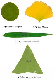 proportional relationship between leaf