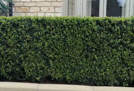 Common Box Hedge Hedges And Edging