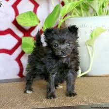 pomapoo puppies greenfield