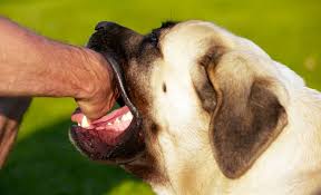 The teething process goes for several months from the time the baby teeth this interaction between the puppies teaches them how to control the intensity of their bites so the keep on doing this until the puppy stops biting. What To Do With A Dog That Bites Their Owner
