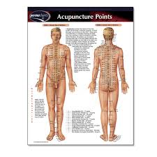 Acupuncture Points Chart Pdf Bedowntowndaytona Com