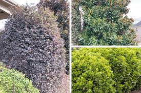 7 Fast Growing Evergreen Trees And Shrubs