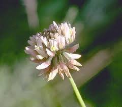 Trifolium bivonae Guss. - Portale della Flora d'Italia / Portal to the ...
