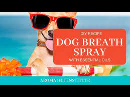 dog breath spray at home dog bad