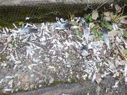 pigeons killed by sparrowhawk fox