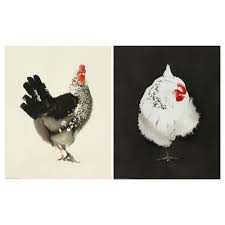 Manchmal sind die farben zu kontrastarm, andere male ist das bild zu dunkel: Buy Bild Poster Chicken 40x50 Cm Dubai
