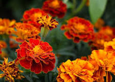 Which marigolds are best for bees?