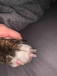 my dog has a split nail on her paw my