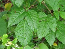 how to get rid of poison ivy in your