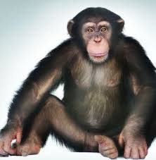 human chimp dna similarity