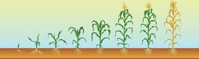 Plant Growth Charts For Corn Wheat Soybeans Powerag