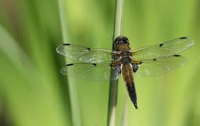 Dragonflies Damselfly Dragonfly Identification The Rspb