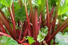 Is there a plant that looks like rhubarb but is poisonous?