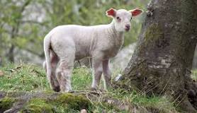 what-is-a-rejected-lamb-called