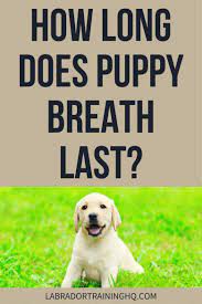 what is puppy breath and how long does