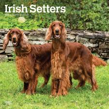 irish setter dog lover gifts apparel