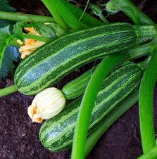 How To Grow Zucchini In Containers