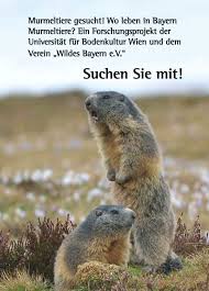 We did not find results for: Murmeltiere Gesucht Wildes Bayern E V
