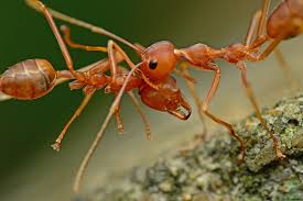 Fire ant bites a tiny hives that have pus insides. Fire Ant Bites In Horses Symptoms Causes Diagnosis Treatment Recovery Management Cost