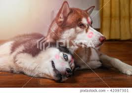 husky dogs with lipstick marks kiss on