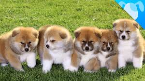From wikimedia commons, the free media repository. Group Of Akita Puppies
