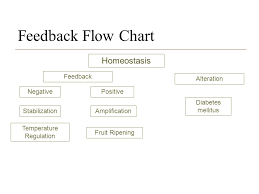 Positive And Negative Feedback Ppt Video Online Download