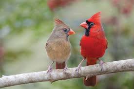 Image result for cardinals and robins