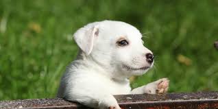 Top 7 Mistakes Raising A Jack Russell Puppy Happy Jack Russell
