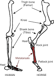 It also includes the joints of the hip, stifle, hock, fetlock, pastern, and coffin. Sensors Free Full Text On The Biomimetic Design Of Agile Robot Legs Html