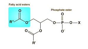 lipids definition structure