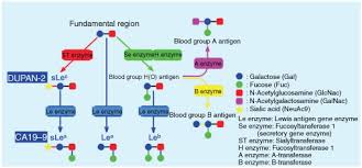 blood group ab an overview