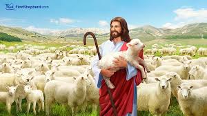 Image result for picture of lost sheep