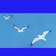 Flock Flying Seagulls Set Of 3 Birds