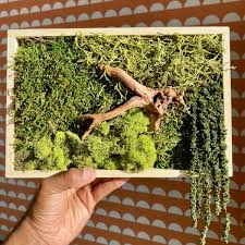 Make Moss Wall Art Class Kit