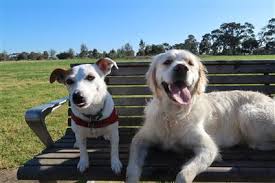 Hay Fever Reduction For Dogs In Melbourne Anti Histamine