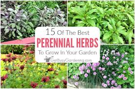 Coreopsis zone 6 perennials zone 6 is host to an array of spectacular perennials: 15 Best Perennial Herbs To Grow In Your Garden