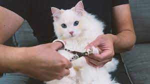 how to trim a cat s nails by yourself