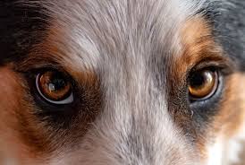 here s why most dogs have brown eyes